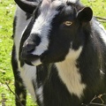 Pygmy Goat