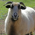 Blackbelly Sheep