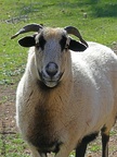 Blackbelly Sheep