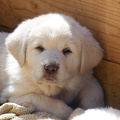 Livestock Guarding Puppy