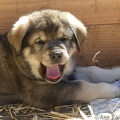 Livestock Guarding Puppy