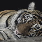 Bahagia, Sumatran Tiger