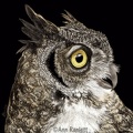 Bella - Great-horned Owl