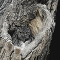 "Heart of San Pedro" - Western Screech Owl