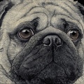 "Pugshot"