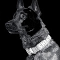 K9 Yukon - #1