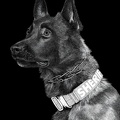 K9 Yukon - #3