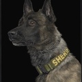 K9 Yukon - Final