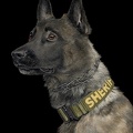 K9 Yukon - #5