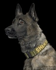 K9 Yukon - #5