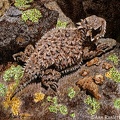 Horned Lizard