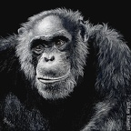 Jacob, Chimpanzee