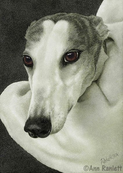 Safety
7 x 5 Claybord (white scratchboard) with India ink, ink wash, watercolor (eyes), Pitt Art Marker (shades of warm grey) and a 7B pencil. I used the pencil near the end to add a layer of light shadow to the fabric on the right side. Scratched with a #16 X-Acto.
This one took a LOT longer than I had planned, but I'm really happy with how she turned out.
Safety received a Silver award (2nd place) in the Master's division of the 2017 International Society of Scratchboard Artists' Annual Exhibition. It also sold from the Exhibition.
Cotton5 final upload.jpg