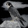 Peregrine Falcon