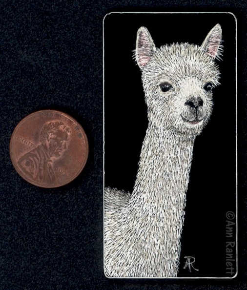 Alpaca.jpg