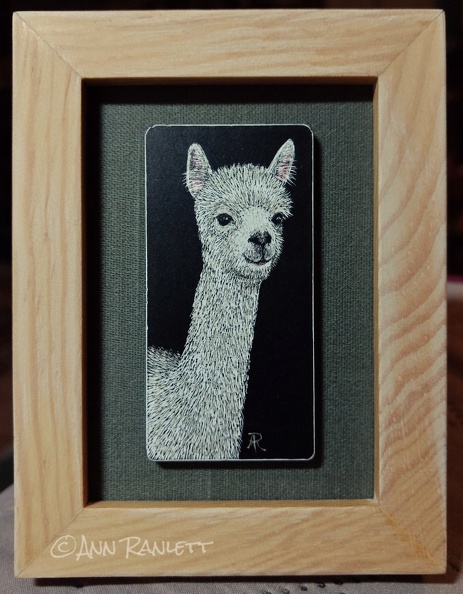 Alpaca - Framed