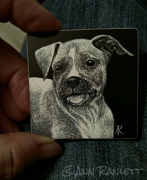 Whuuut? : 2 square scratchboard in progress. All scratched, ready for color WhuuutScratched.jpg