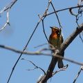 Blackburnian Warbler