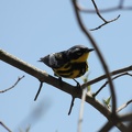 Magnolia Warbler