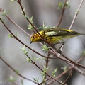 Cape May Warbler