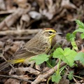 Palm Warbler