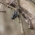 Black & White Warbler