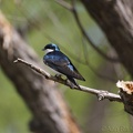 Tree Swallow