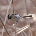Black-capped Chickadee