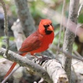 Northern Cardinal