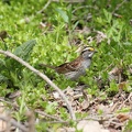 White-throated Sparrow