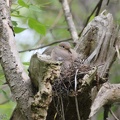 Mourning Dove