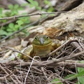 Well, hello, Mr. Bullfrog!