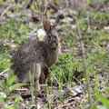 Eastern Cottontail