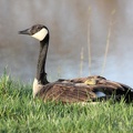 Canada Goose 