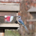 Blue Jay