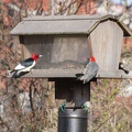 Woodpeckers: Red-headed (left) & Red-bellied (right)