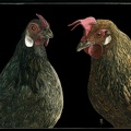 hens.jpg