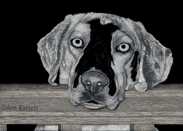 Now with spooky eyes .
I know it looks weird - the eyes are overscratched at this point, they will be a lovely warm brown when the portrait is finished. I'll stipple the eyes with ink & scratch more to make them darker, while still leaving enough white for the surface to accept color.
Her nose is over-scratched also, that will be stippled as well. I left a black outline, so I don't lose the edges of her nose against the fur in that area.
Once I finish the scratching in the central area and that tiny bit on the left, then I'll go back in & stipple. 4 upload.jpg