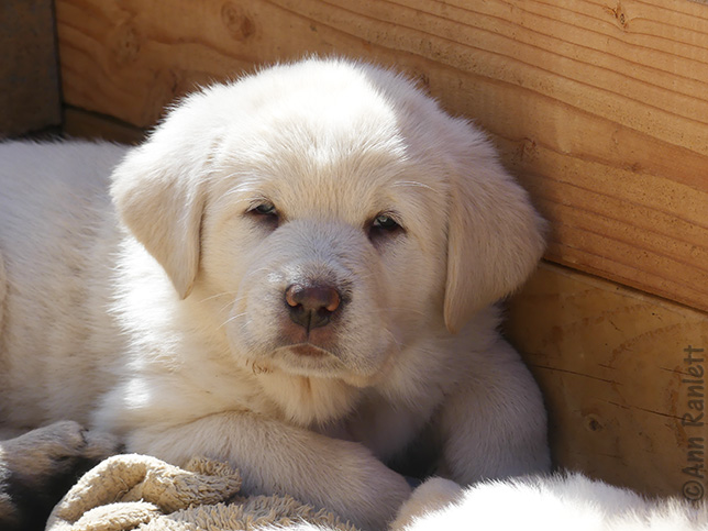 Livestock Guarding Puppy