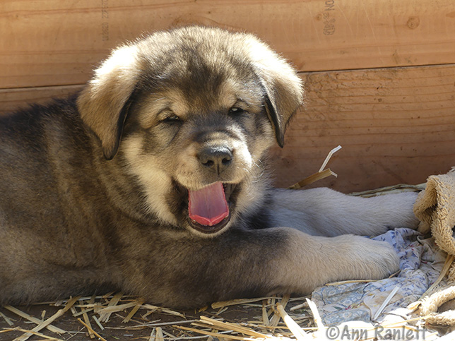 Livestock Guarding Puppy