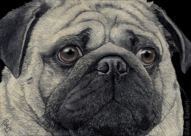 pug4 upload.jpg