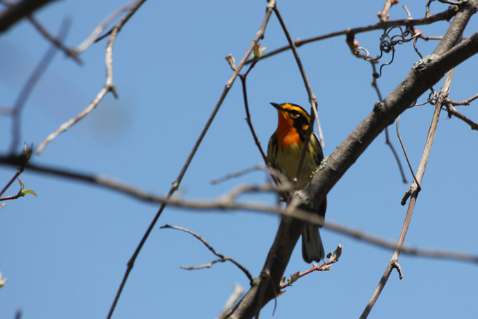 Blackburnian Warbler