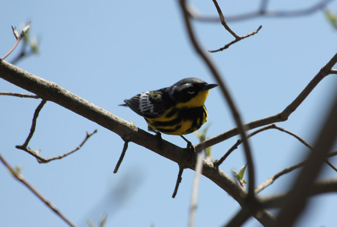 Magnolia Warbler