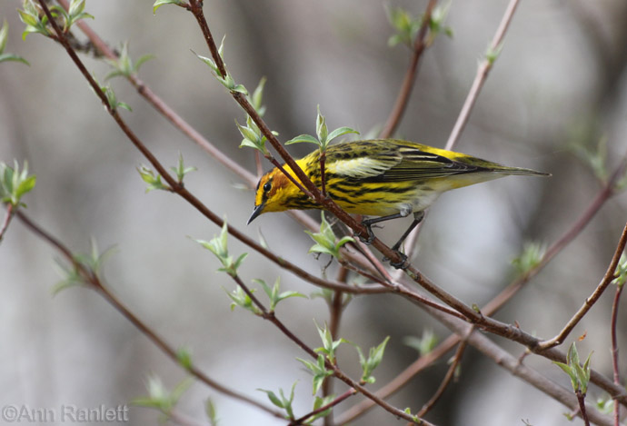 Cape May Warbler