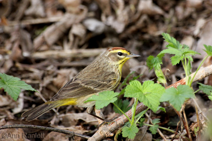 Palm Warbler