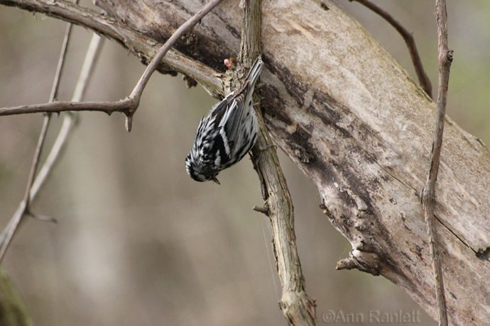 Black & White Warbler