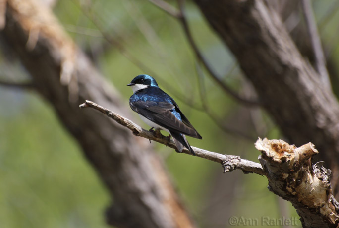 Tree Swallow