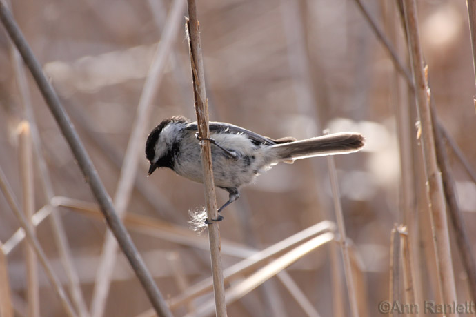 Black-capped Chickadee