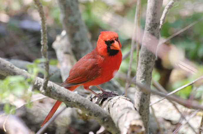 Northern Cardinal