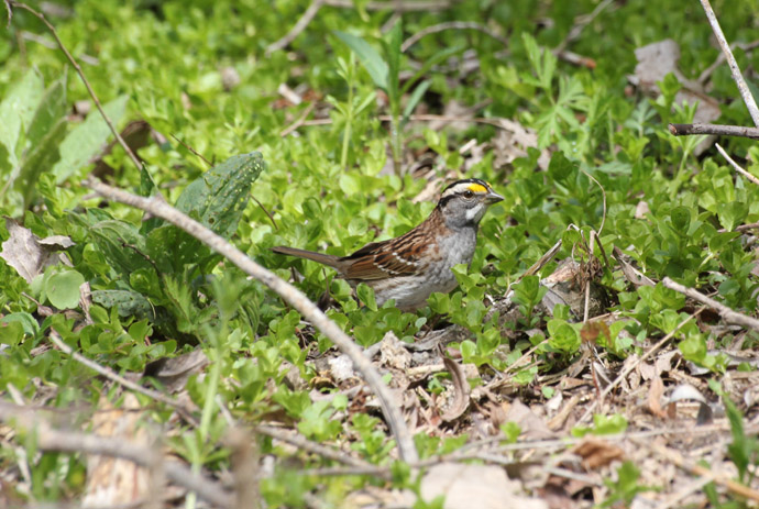 White-throated Sparrow